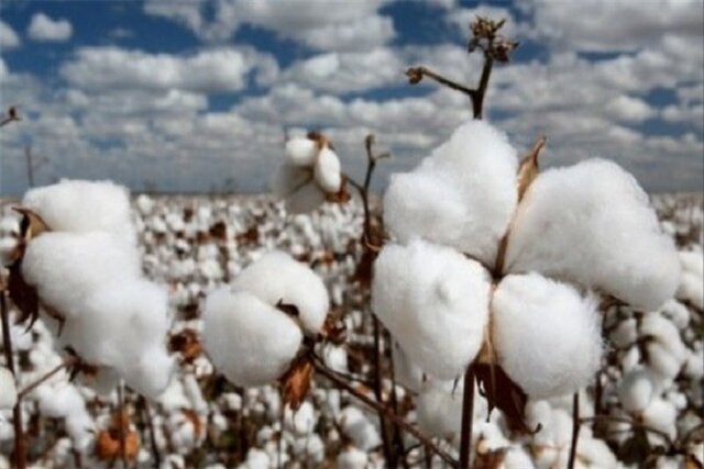مشکل اصلی پنبهکاران چیست؟