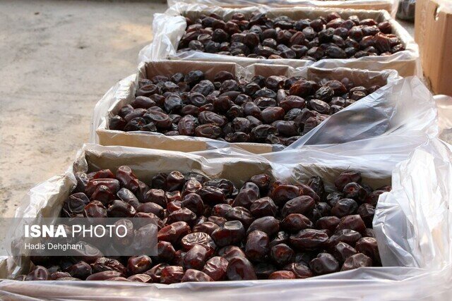 ذخیره‌سازی ۹۰۰ تن خرما برای ماه رمضان/ عوارض صادراتی خرما ۵۰ درصد شد