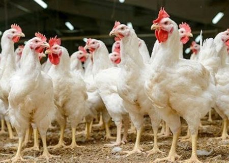 ۱۳ مزرعه غیرفعال تولید مرغ مادر احیا شد