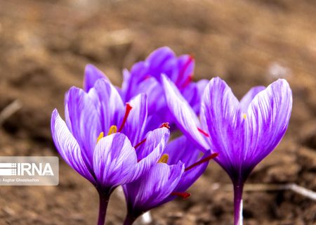پنجم آبان ماه «روز ملی زعفران» نامگذاری شد