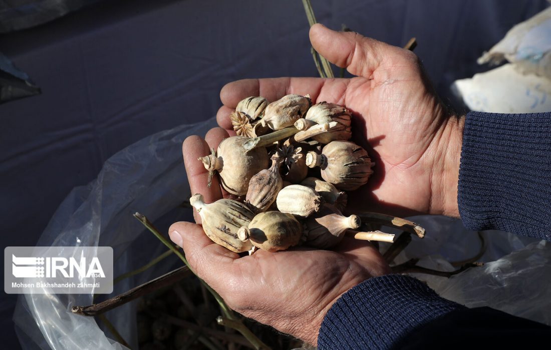 رویکرد تغییر کشت در افغانستان باید مورد حمایت قرار گیرد