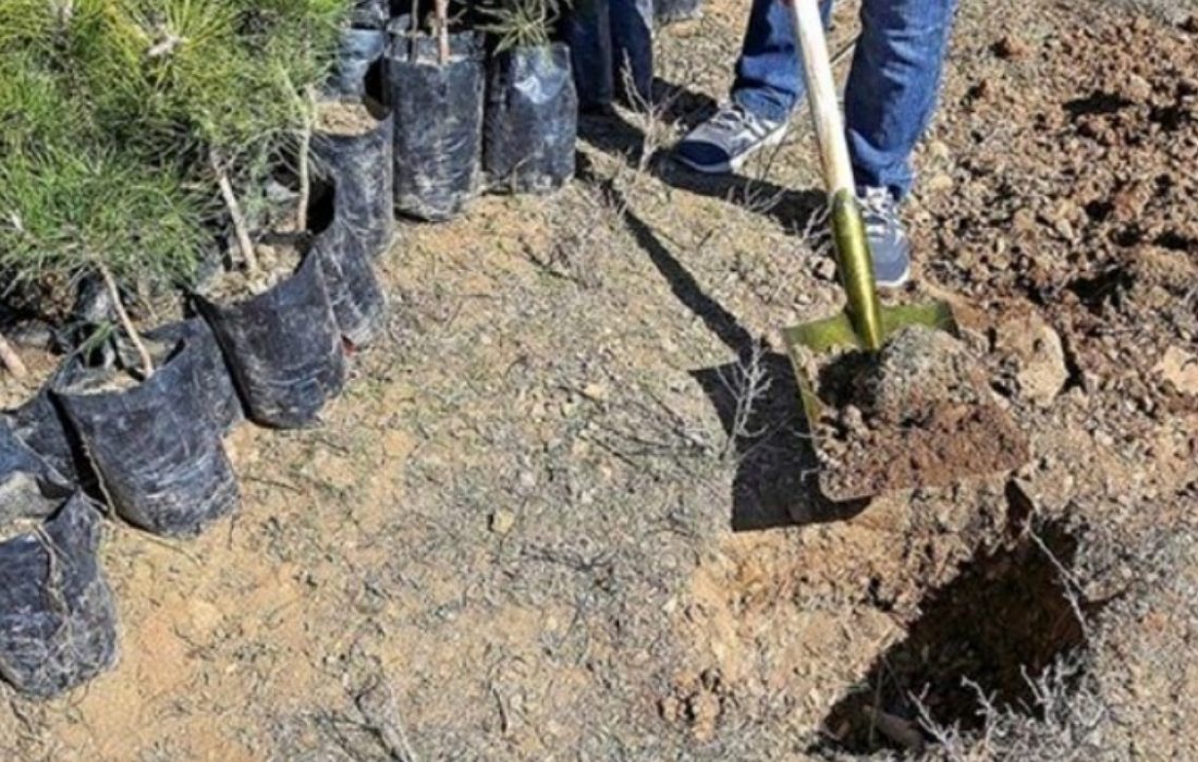 تامین ۷۰ درصد چوب مورد نیاز کشور با اجرای طرح زراعت چوب