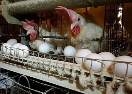 صادرات ۴۰۰۰ تن مرغ و ۱۶۰ هزار تن تخم مرغ در سال ۱۴۰۳