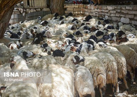 لیست جایگاه‌های ثابت و موقت عرضه و کشتار بهداشتی دام اعلام شد