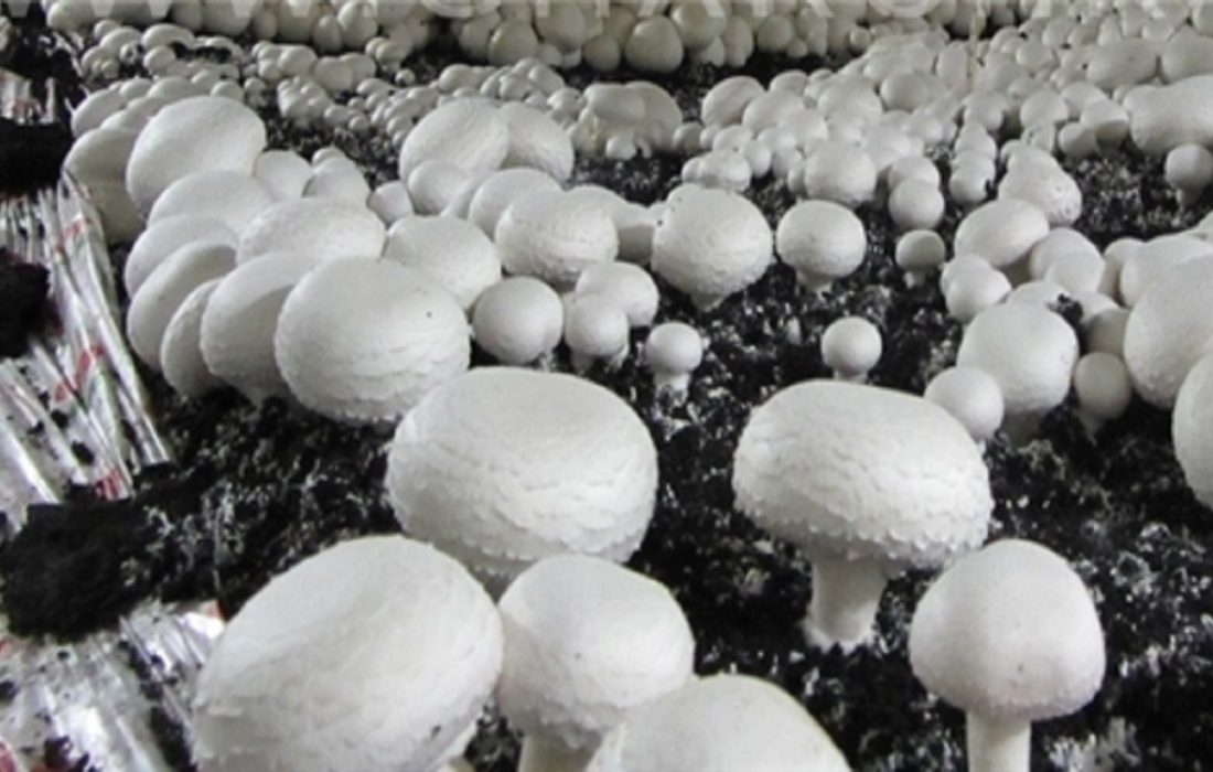 حداکثر قیمت هرکیلو قارچ برای مصرف کننده ۱۸۵ هزارتومان