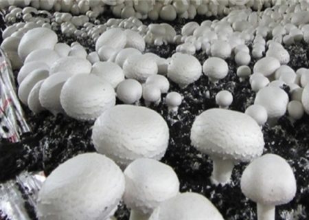 حداکثر قیمت هرکیلو قارچ برای مصرف کننده ۱۸۵ هزارتومان