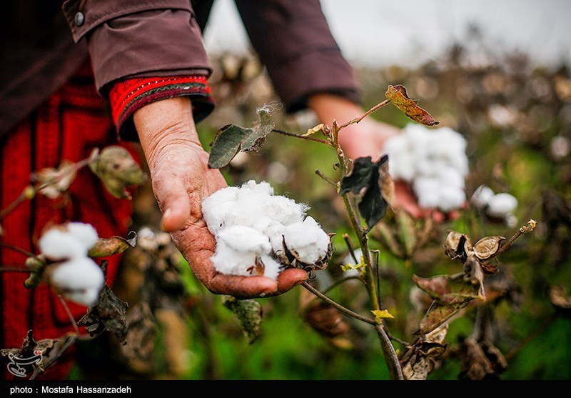 معرفی دو رقم جدید پنبه مقاوم به کمآبی