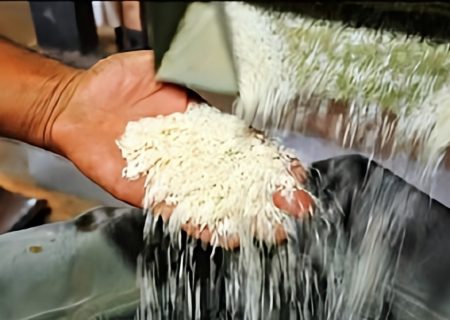 نقدی بر رویکرد واردات به جای تولید برنج/سازمان تحقیقات راه‌حل پایدار ارائه کند
