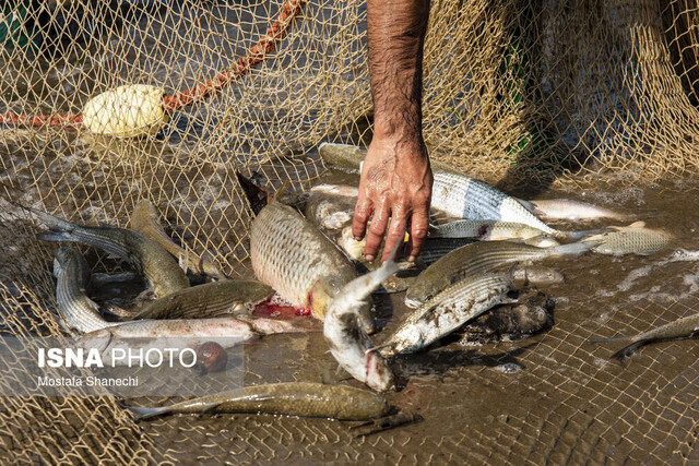 از صید با «برق» تا ماهی‌گیری با «سم»/ لزوم تدوین جریمه‌های بازدارنده برای صیادان متخلف