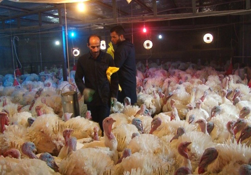 گوشت بوقلمون به طرح کالابرگ الکترونیکی اضافه شد