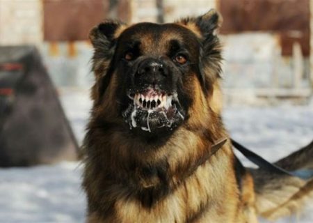 ثبت سالانه ۱۵ هزار مورد گازگرفتگی سگ و مرگ ۱۸ نفر در کشور