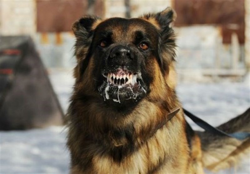 ثبت سالانه ۱۵ هزار مورد گازگرفتگی سگ و مرگ ۱۸ نفر در کشور