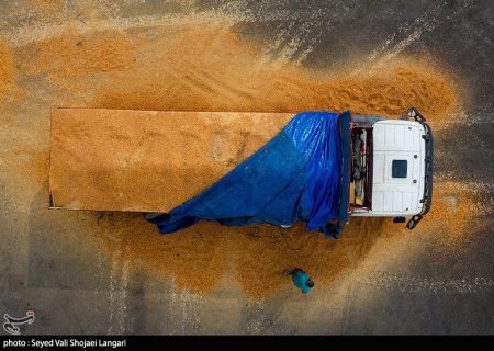 آغاز ثبت سفارش دوباره واردات ذرت دامی از فردا