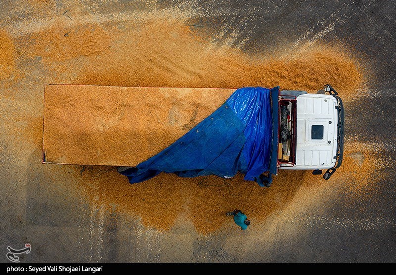 آغاز ثبت سفارش دوباره واردات ذرت دامی از فردا