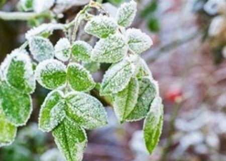 کاهش ۱۰ درجه‌ای دما در تهران از شنبه