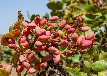 برآورد تولید ۲۴۰ هزار تن پسته در کشور/ تولید پسته ترکیه نصف شد