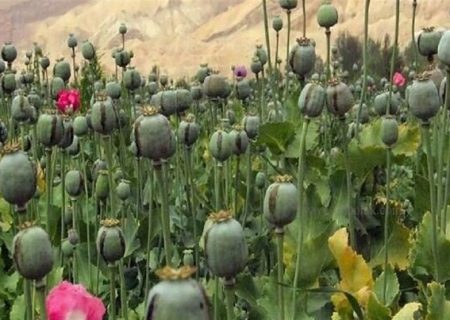 کشت مخدر داخل کشور؛ مسئولان درگیر بررسی، سودجویان مشغول برداشت!