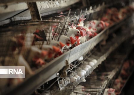 فروش دو فاکتوره نهاده‌های دامی در بازارگاه/ صنعت طیور درگیر تامین خوراک