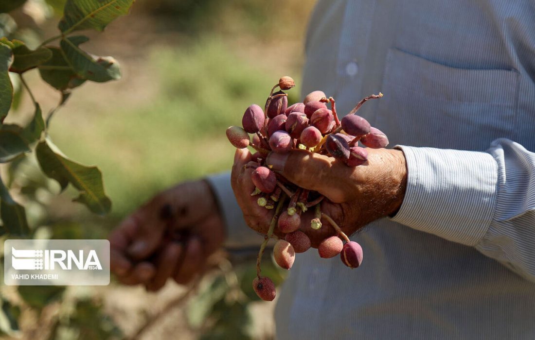 چالش فزاینده بخش باغبانی با قطعی ۹ ساعته برق چاه های کشاورزی