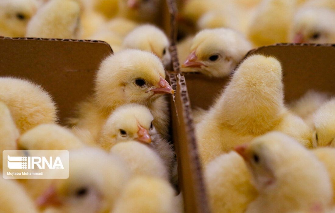 افزایش جوجه ریزی برای تامین ذخایر استراتژیک در شش ماهه دوم سال