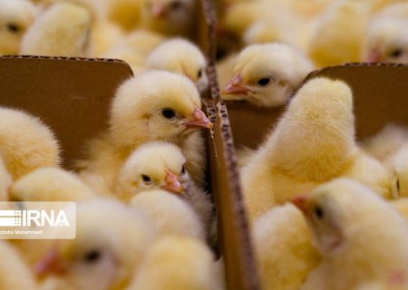 افزایش جوجه ریزی برای تامین ذخایر استراتژیک در شش ماهه دوم سال