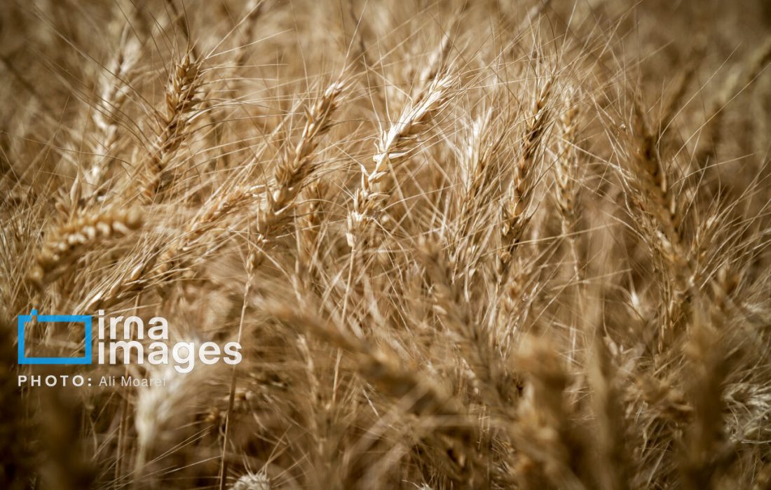 قیمت خرید تضمینی گندم هفته آینده تعیین می شود