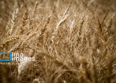 قیمت خرید تضمینی گندم هفته آینده تعیین می شود
