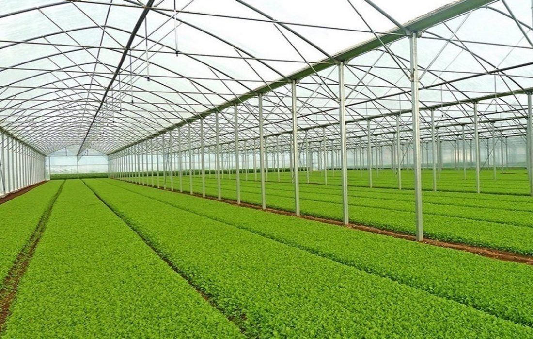 کشت گلخانه مرهمی بر عطش بخش کشاورزی