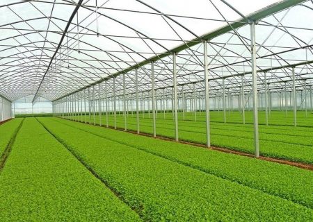 کشت گلخانه مرهمی بر عطش بخش کشاورزی