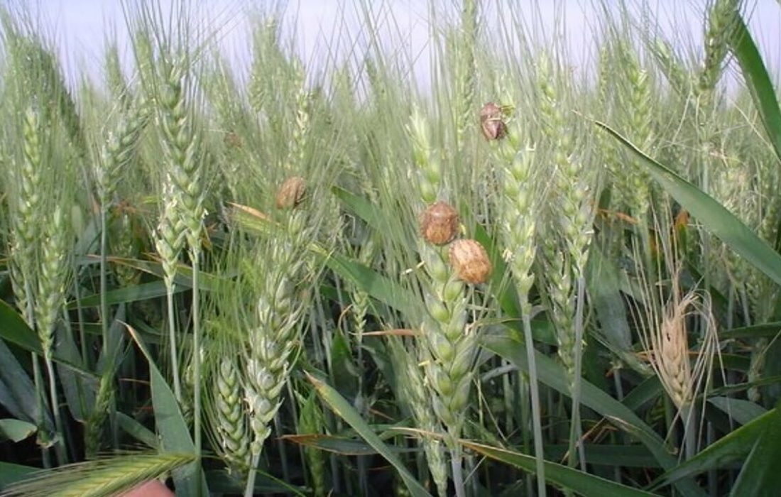 سن زدگی گندم به ۷۰ هزارتن رسید