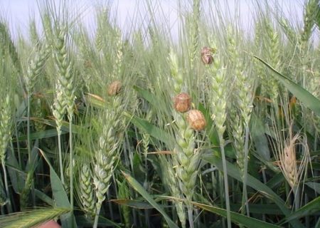 سن زدگی گندم به ۷۰ هزارتن رسید