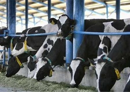 آلوده شدن برخی دامداری های صنعتی استان تهران به تب برفکی