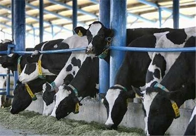 آلوده شدن برخی دامداری های صنعتی استان تهران به تب برفکی