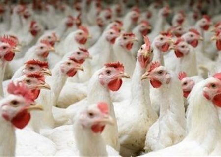 ممنوعیت خروج مرغ از استان‌ها لغو شد