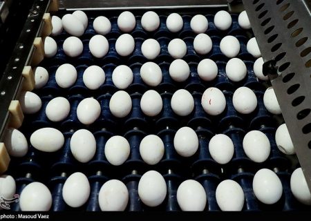 تخم مرغ درب مرغداری کیلویی ۷۷ هزار تومان شد