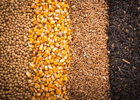 کمبود تخصیص ارز باعت تاخیر در تامین نهاده دام شد