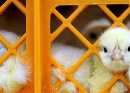درخواست مرغداران برای عرضه جوجه یک‌روزه در سامانه بازارگاه