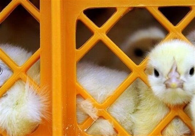 درخواست مرغداران برای عرضه جوجه یکروزه در سامانه بازارگاه