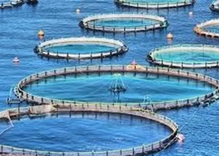 الگوی کشت آبزیان ابلاغ شد