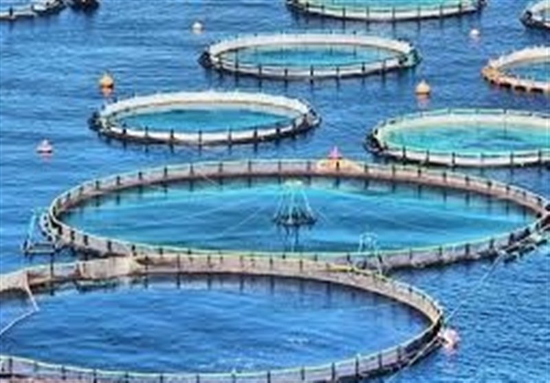 الگوی کشت آبزیان ابلاغ شد