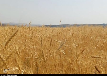 قیمت خرید تضمینی گندم ابلاغ شد/ ۲۷۵۰۰ تا ۲۹۵۰۰ تومان