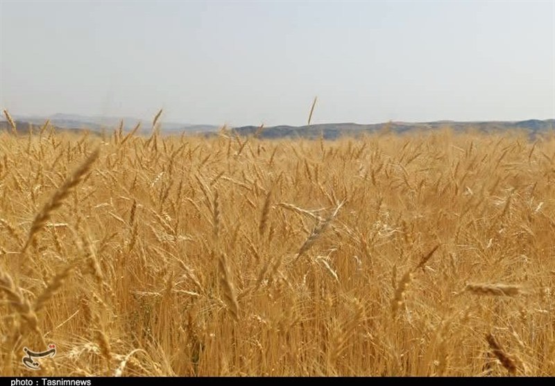 پرداخت ۴ هزار ۹۶۹ میلیارد تومان دیگر از مطالبات گندمکاران/ تسویه کامل تا ۲۲ مهر