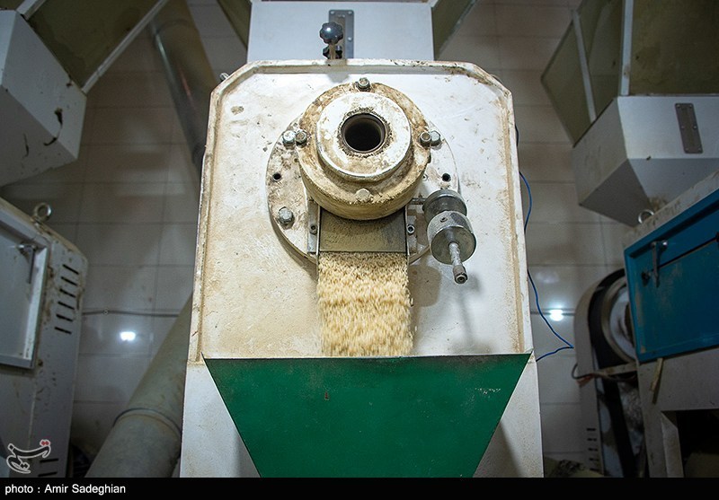 لغو ممنوعیت واردات برنج در فصل برداشت