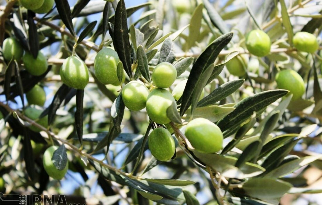 فراخوان سازمان حفظ نباتات برای معرفی آفتکشهای کمخطر در کنترل آفات زیتون