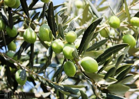 فراخوان سازمان حفظ نباتات برای معرفی آفت‌کش‌های کم‌خطر در کنترل آفات زیتون