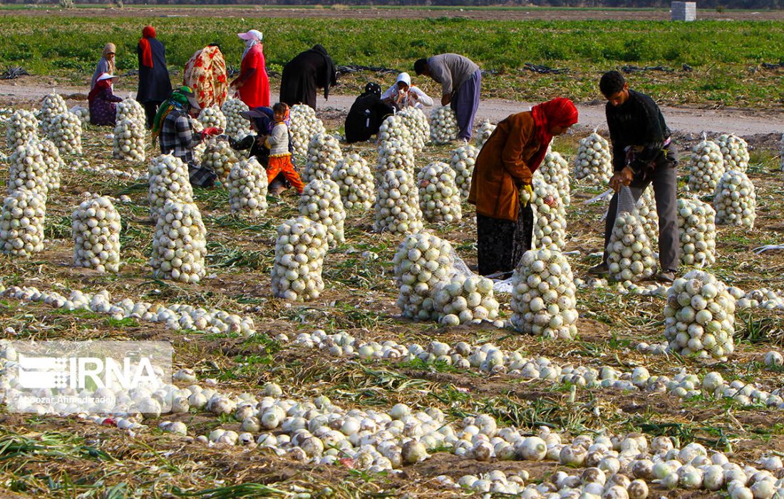خرید حمایتی پیاز و پرداخت ۷۳ درصد مطالبات کشاورزان