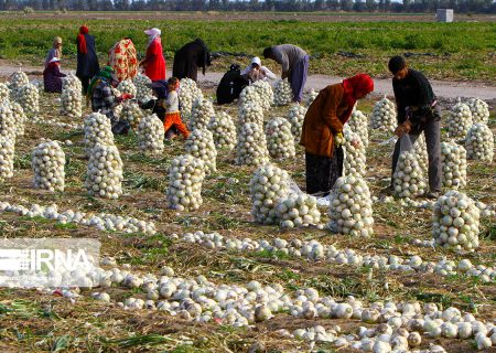 خرید حمایتی پیاز و پرداخت ۷۳ درصد مطالبات کشاورزان