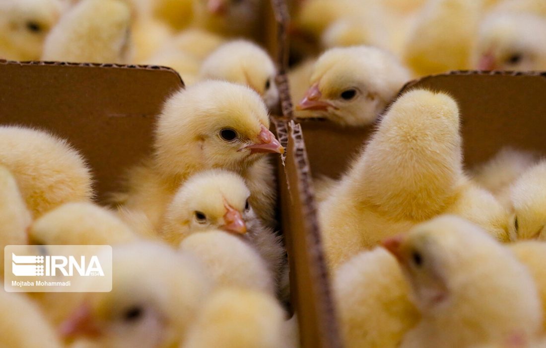 نرخ جوجه یکروزه ابلاغ شد/ تولید نیمه دوم سال بیش از هدفگذاری است