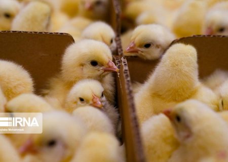 نرخ جوجه یک‌روزه ابلاغ شد/ تولید نیمه دوم سال بیش از هدف‌گذاری است