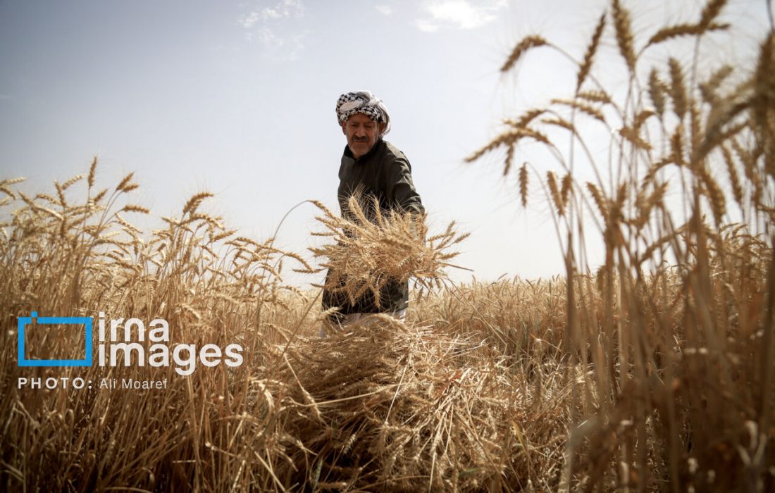 گندمکاران در انتظار اعلام قیمت خرید تضمینی